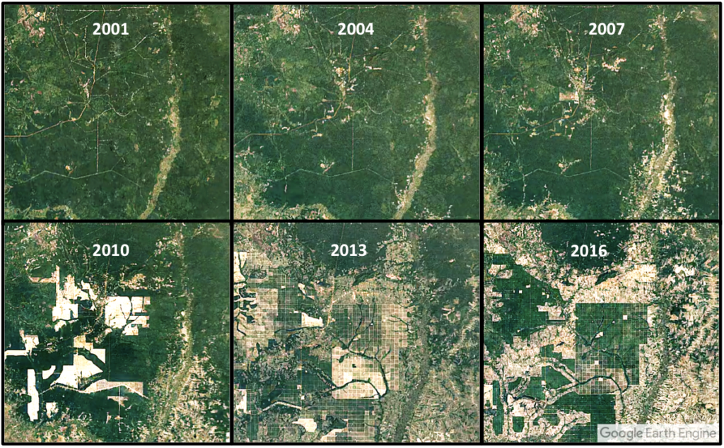 Plantacion de Caucho y deforestación